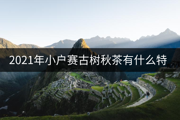 2021年小戶賽古樹秋茶有什么特點(diǎn)？