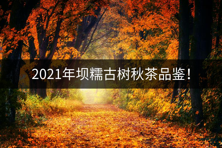 2021年壩糯古樹秋茶品鑒！