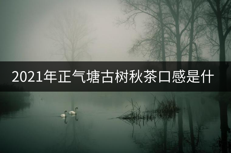 2021年正氣塘古樹秋茶口感是什么？