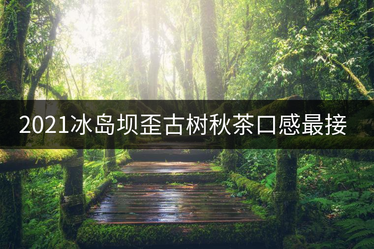 2021冰島壩歪古樹秋茶口感最接近冰島老寨！