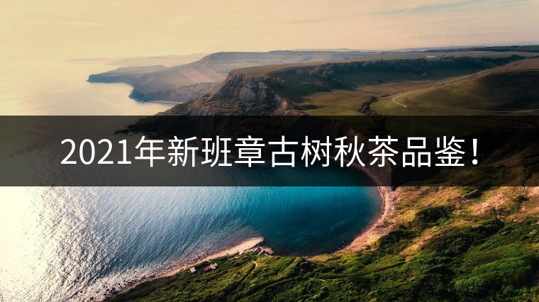 2021年新班章古樹秋茶品鑒！