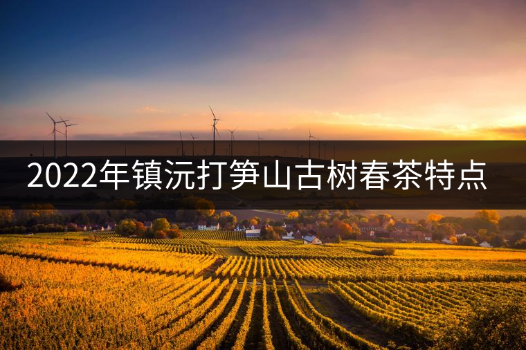 2022年鎮(zhèn)沅打筍山古樹春茶特點？