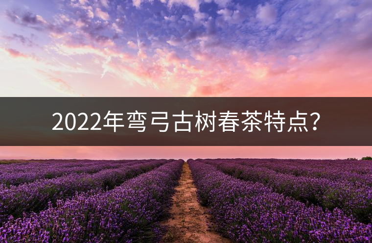 2022年彎弓古樹春茶特點？