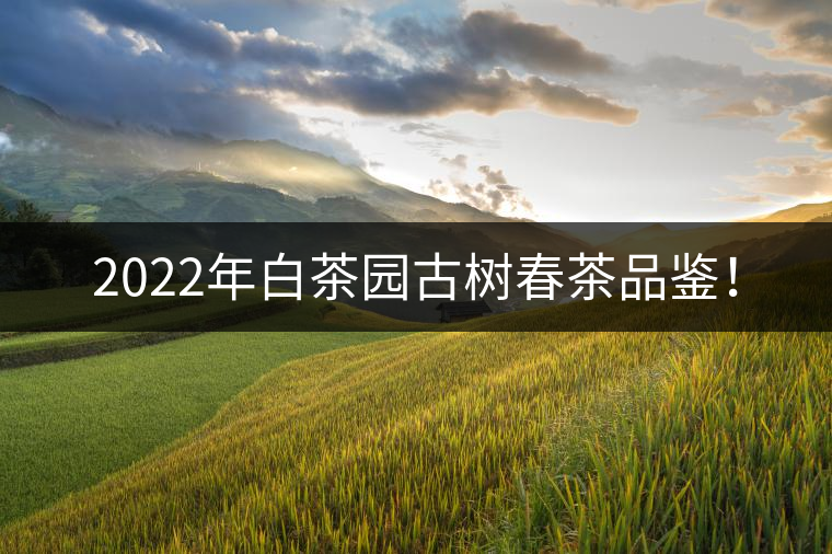 2022年白茶園古樹春茶品鑒！