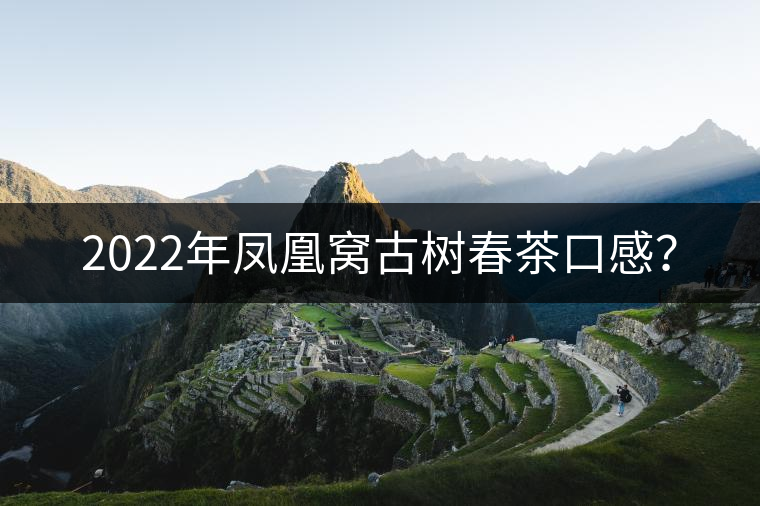 2022年鳳凰窩古樹春茶口感？