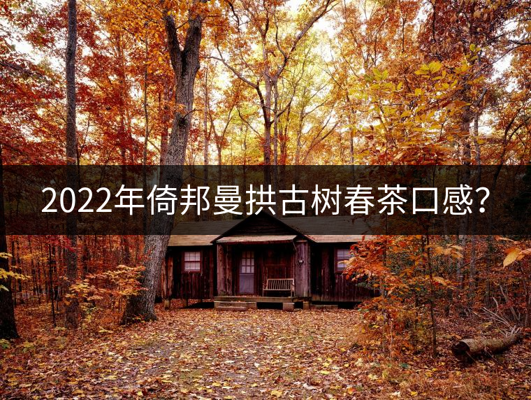 2022年倚邦曼拱古樹春茶口感？