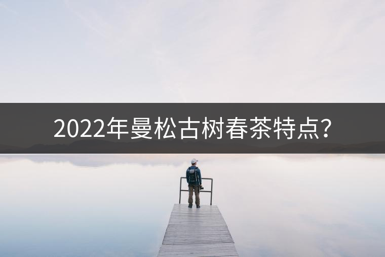 2022年曼松古樹春茶特點？