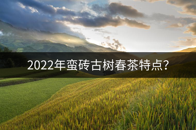 2022年蠻磚古樹春茶特點？