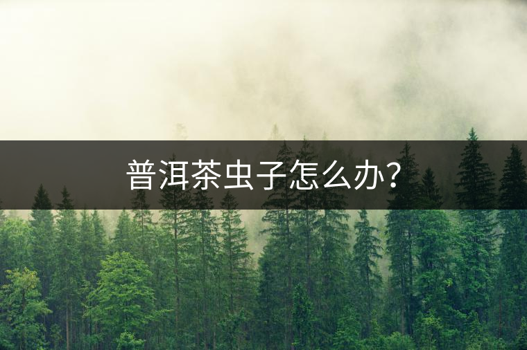 普洱茶蟲子怎么辦？