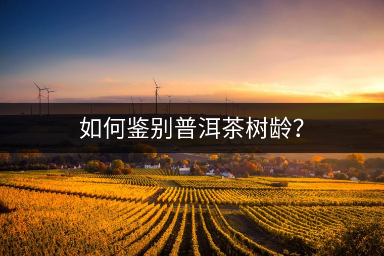 如何鑒別普洱茶樹齡？