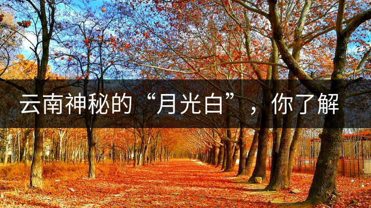 云南神秘的“月光白”，你了解多少？