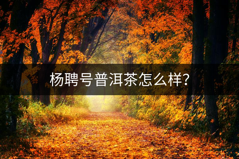 楊聘號普洱茶怎么樣？