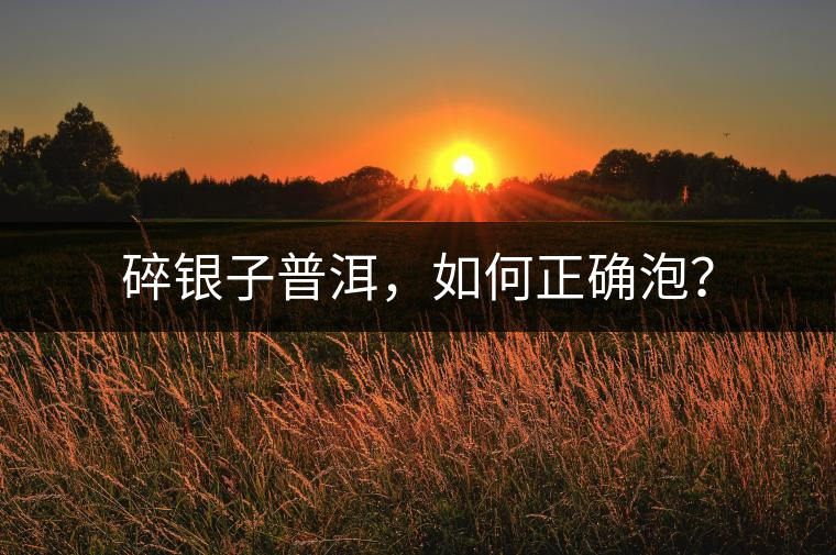 碎銀子普洱，如何正確泡？