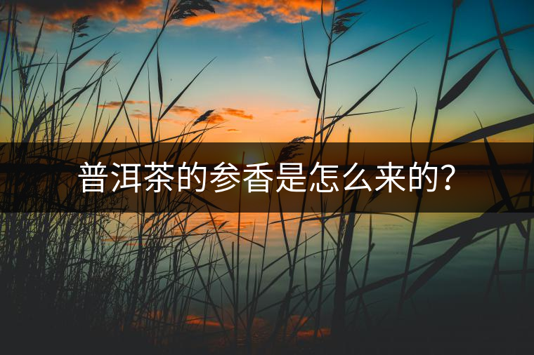 普洱茶的參香是怎么來(lái)的？