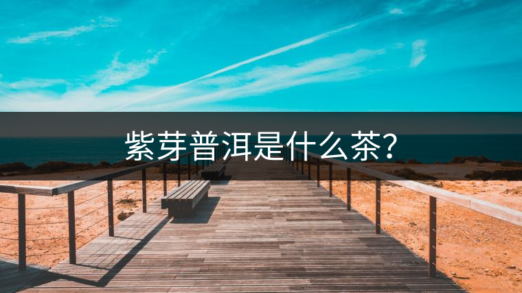 紫芽普洱是什么茶？