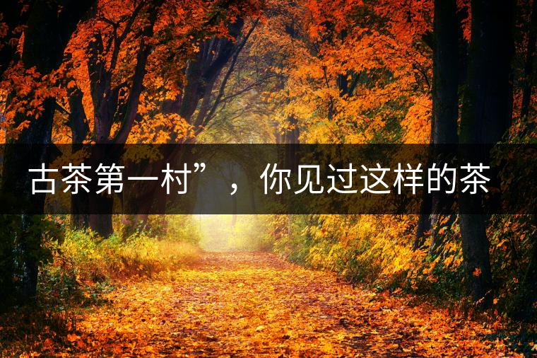 古茶第一村”，你見過這樣的茶樹嗎？