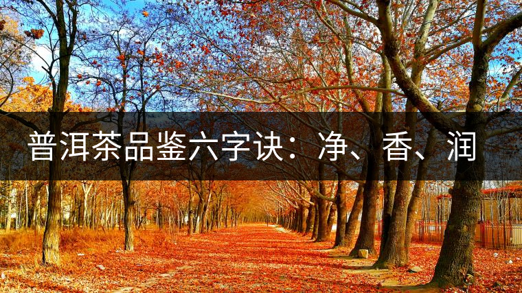 普洱茶品鑒六字訣：凈、香、潤、厚、甘、甜，帶你體驗普洱的魅力