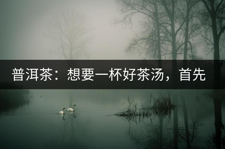 普洱茶：想要一杯好茶湯，首先要會醒茶