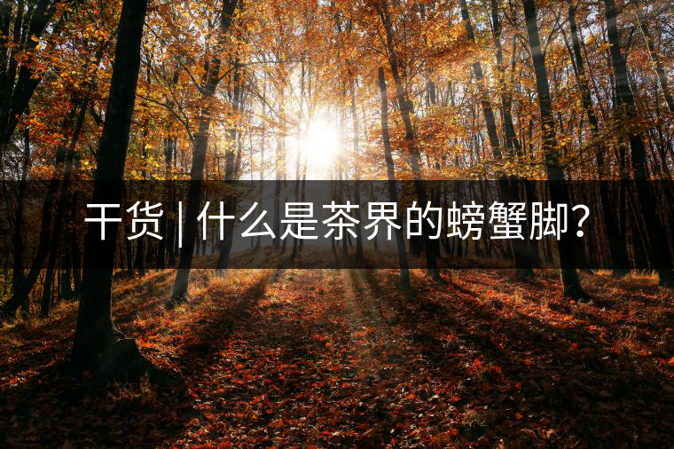 干貨 | 什么是茶界的螃蟹腳？