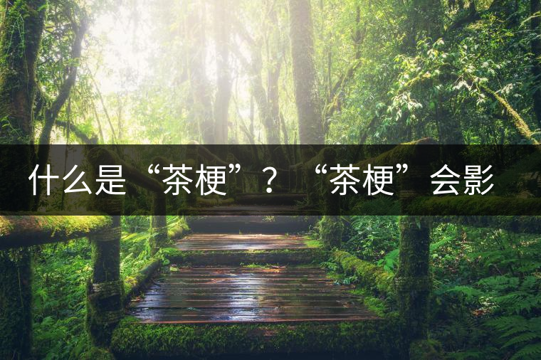 什么是“茶梗”？“茶梗”會(huì)影響普洱茶品質(zhì)？