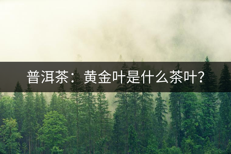 普洱茶：黃金葉是什么茶葉？