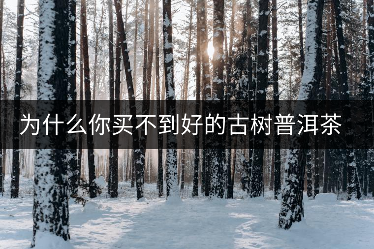 為什么你買不到好的古樹普洱茶？買茶防坑指南，看完就有收獲！