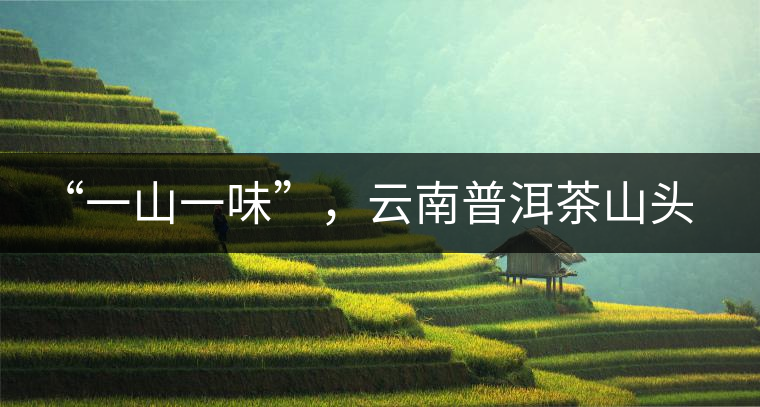 “一山一味”，云南普洱茶山頭茶的真實(shí)意義！