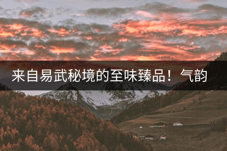 來自易武秘境的至味臻品！氣韻強勁，余韻深邃，一口喚醒你的味蕾~