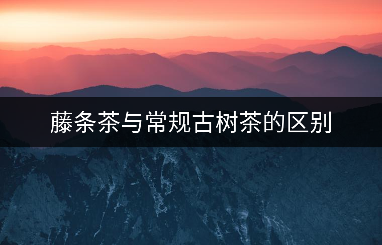 藤條茶與常規(guī)古樹(shù)茶的區(qū)別 藤條茶與常規(guī)古樹(shù)茶的區(qū)別
