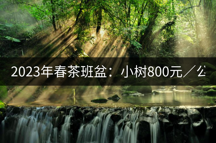 2023年春茶班盆：小樹800元／公斤，古樹1600-2200元／公斤