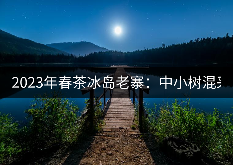 2023年春茶冰島老寨：中小樹混采2500-3000元／公斤，大樹：7000-8000元／公斤，古樹混采：28000-36000元／公斤