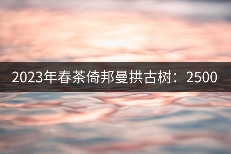 2023年春茶倚邦曼拱古樹(shù)：2500-3000元／公斤，貓耳朵6000元／公斤