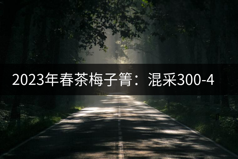 2023年春茶梅子箐：混采300-400元／公斤，挑采600元／公斤