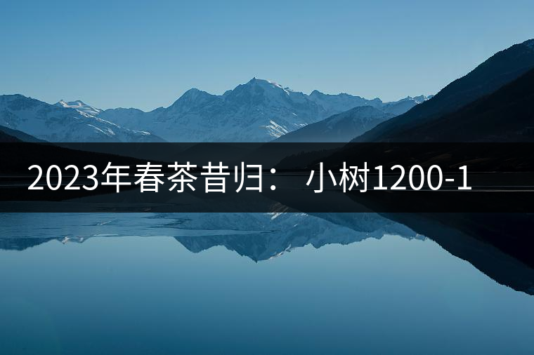 2023年春茶昔歸： 小樹1200-1600元／公斤，大樹4500-5200元／公斤，古樹7500-9000元／公斤.