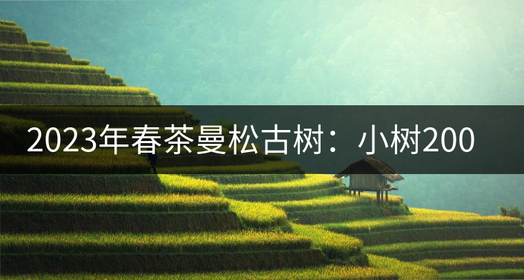 2023年春茶曼松古樹：小樹2000元／公斤，古樹：40000元／公斤