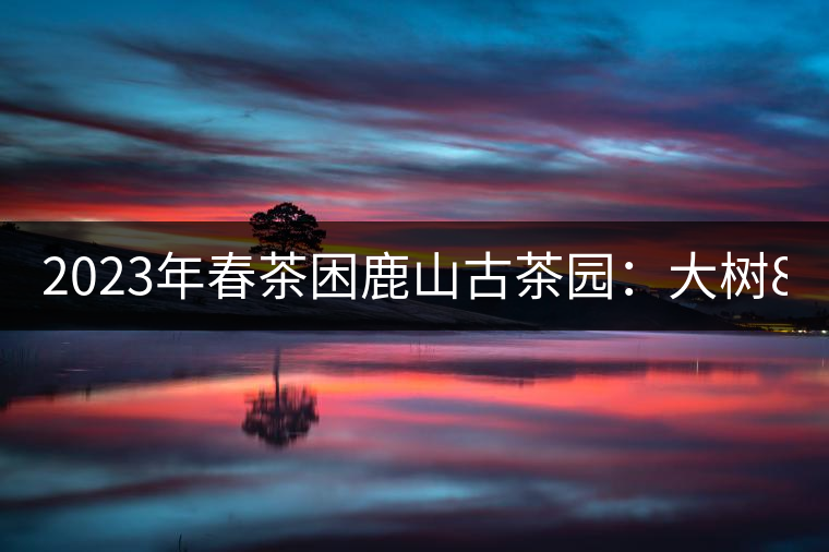 2023年春茶困鹿山古茶園：大樹(shù)8000-12000元／公斤，周邊小樹(shù)200-300元／公斤