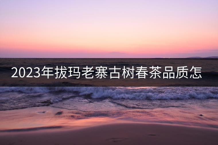 2023年拔瑪老寨古樹春茶品質(zhì)怎么樣？