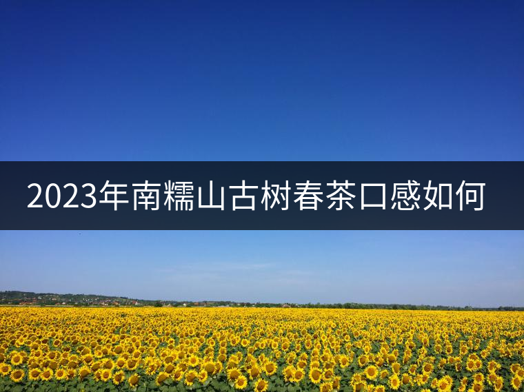 2023年南糯山古樹春茶口感如何？