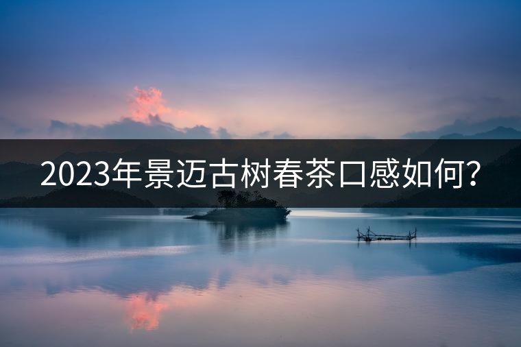2023年景邁古樹春茶口感如何？
