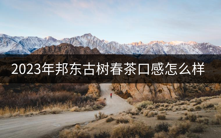 2023年邦東古樹春茶口感怎么樣？