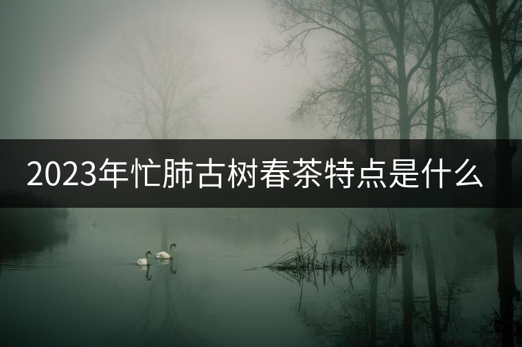 2023年忙肺古樹春茶特點是什么？