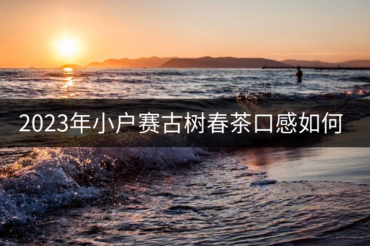 2023年小戶(hù)賽古樹(shù)春茶口感如何? 2023年小戶(hù)賽古樹(shù)春茶口感如何?