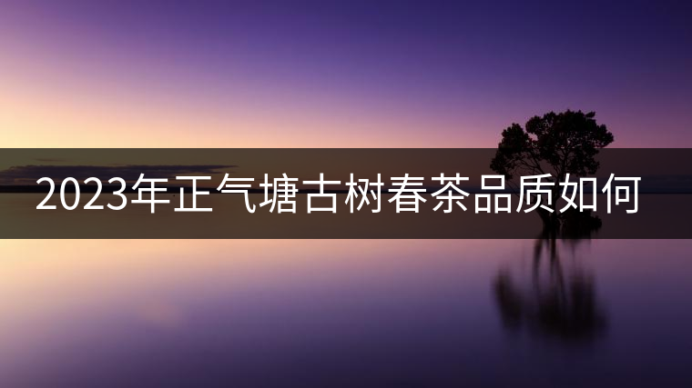 2023年正氣塘古樹春茶品質(zhì)如何？