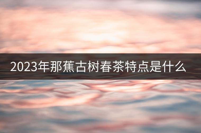 2023年那蕉古樹春茶特點(diǎn)是什么？