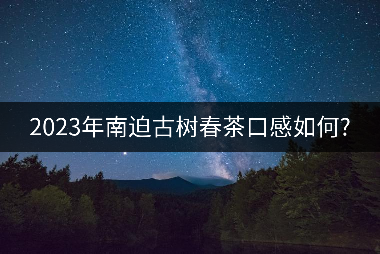 2023年南迫古樹春茶口感如何? 2023年南迫古樹春茶口感如何?