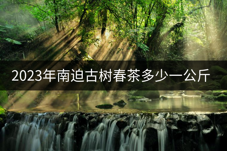 2023年南迫古樹(shù)春茶多少一公斤？