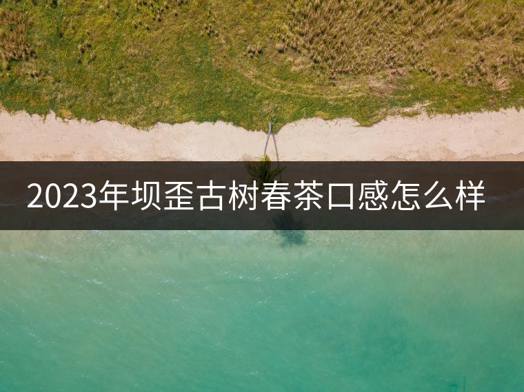 2023年壩歪古樹春茶口感怎么樣？