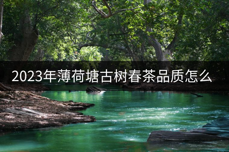 2023年薄荷塘古樹春茶品質(zhì)怎么樣？