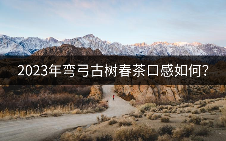 2023年彎弓古樹春茶口感如何？