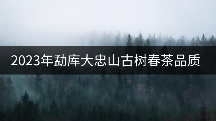2023年勐庫(kù)大忠山古樹(shù)春茶品質(zhì)怎么樣？